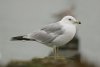 Ring-billed Gull at Westcliff Seafront (Steve Arlow) (38556 bytes)